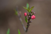 Về Nhật Tân xem hoa đào 'thất thốn'