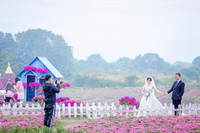 Ngắm cánh đồng hoa Dạ yến thảo đẹp như cổ tích ở Hà Nội