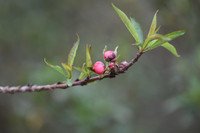 Về Nhật Tân xem hoa đào 'thất thốn'