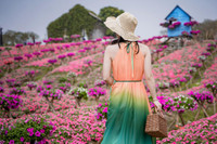 Ngắm cánh đồng hoa Dạ yến thảo đẹp như cổ tích ở Hà Nội