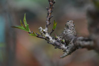 Về Nhật Tân xem hoa đào 'thất thốn'