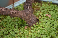 Về Nhật Tân xem hoa đào 'thất thốn'