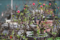 Về Nhật Tân xem hoa đào 'thất thốn'