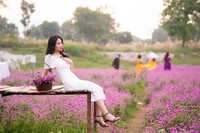 Giới trẻ Hà Nội háo hức với cánh đồng cúc bách nhật