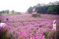 Giới trẻ Hà Nội háo hức với cánh đồng cúc bách nhật