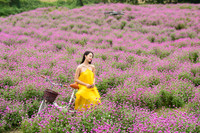 Giới trẻ Hà Nội háo hức với cánh đồng cúc bách nhật