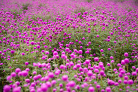 Giới trẻ Hà Nội háo hức với cánh đồng cúc bách nhật