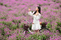 Giới trẻ Hà Nội háo hức với cánh đồng cúc bách nhật