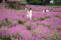 Giới trẻ Hà Nội háo hức với cánh đồng cúc bách nhật