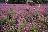 Giới trẻ Hà Nội háo hức với cánh đồng cúc bách nhật