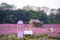 Giới trẻ Hà Nội háo hức với cánh đồng cúc bách nhật