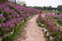 Giới trẻ Hà Nội háo hức với cánh đồng cúc bách nhật