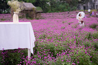 Giới trẻ Hà Nội háo hức với cánh đồng cúc bách nhật