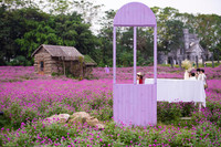 Giới trẻ Hà Nội háo hức với cánh đồng cúc bách nhật