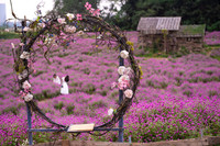 Giới trẻ Hà Nội háo hức với cánh đồng cúc bách nhật