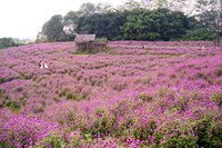 Giới trẻ Hà Nội háo hức với cánh đồng cúc bách nhật