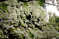 Mê mẩn ngắm hoa sưa nở trắng trời Hà Nội