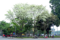 Mê mẩn ngắm hoa sưa nở trắng trời Hà Nội