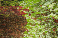 Mê mẩn ngắm hoa sưa nở trắng trời Hà Nội