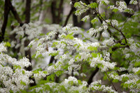 Mê mẩn ngắm hoa sưa nở trắng trời Hà Nội