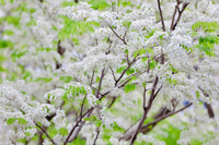 Mê mẩn ngắm hoa sưa nở trắng trời Hà Nội