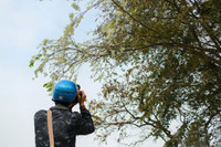 Mê mẩn ngắm hoa sưa nở trắng trời Hà Nội