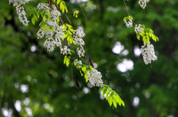 Mê mẩn ngắm hoa sưa nở trắng trời Hà Nội