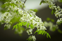 Mê mẩn ngắm hoa sưa nở trắng trời Hà Nội