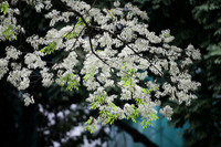 Mê mẩn ngắm hoa sưa nở trắng trời Hà Nội