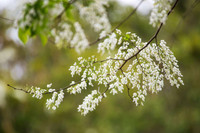 Mê mẩn ngắm hoa sưa nở trắng trời Hà Nội