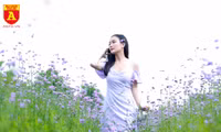 Thiếu nữ Hà Nội đẹp dịu dàng bên cánh đồng hoa oải hương thảo
