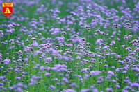 Thiếu nữ Hà Nội đẹp dịu dàng bên cánh đồng hoa oải hương thảo