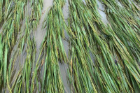 Hình ảnh tan hoang sau mưa lũ ở Lục Yên, Yên Bái