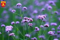 Thiếu nữ Hà Nội đẹp dịu dàng bên cánh đồng hoa oải hương thảo