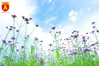 Thiếu nữ Hà Nội đẹp dịu dàng bên cánh đồng hoa oải hương thảo