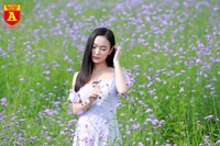 Thiếu nữ Hà Nội đẹp dịu dàng bên cánh đồng hoa oải hương thảo