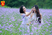 Thiếu nữ Hà Nội đẹp dịu dàng bên cánh đồng hoa oải hương thảo