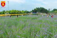 Thiếu nữ Hà Nội đẹp dịu dàng bên cánh đồng hoa oải hương thảo