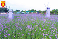 Thiếu nữ Hà Nội đẹp dịu dàng bên cánh đồng hoa oải hương thảo