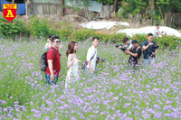 Thiếu nữ Hà Nội đẹp dịu dàng bên cánh đồng hoa oải hương thảo