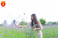 Thiếu nữ Hà Nội đẹp dịu dàng bên cánh đồng hoa oải hương thảo