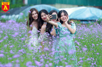 Thiếu nữ Hà Nội đẹp dịu dàng bên cánh đồng hoa oải hương thảo