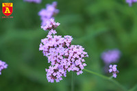 Thiếu nữ Hà Nội đẹp dịu dàng bên cánh đồng hoa oải hương thảo