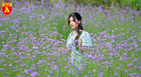 Thiếu nữ Hà Nội đẹp dịu dàng bên cánh đồng hoa oải hương thảo