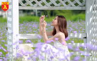 Thiếu nữ Hà Nội đẹp dịu dàng bên cánh đồng hoa oải hương thảo