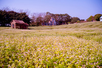 Ngắm cánh đồng tam giác mạch đẹp như tranh ở Hà Nội 