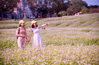 Ngắm cánh đồng tam giác mạch đẹp như tranh ở Hà Nội 