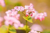 Ngắm cánh đồng tam giác mạch đẹp như tranh ở Hà Nội 