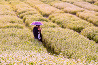 Ngắm cánh đồng tam giác mạch đẹp như tranh ở Hà Nội 