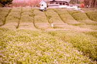 Ngắm cánh đồng tam giác mạch đẹp như tranh ở Hà Nội 